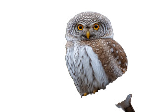 Northern Pygmy-Owl Vinyl Car Decal Sticker – Waterproof & UV-Resistant 3.0933333333333333"