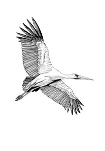 Elegant Stork Flight Vinyl Car Decal Sticker – Waterproof & UV-Resistant 4.373333333333333"