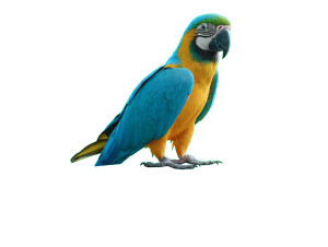 Macaw On Box Vinyl Car Decal Sticker – Waterproof & UV-Resistant 6.1866666666666665"