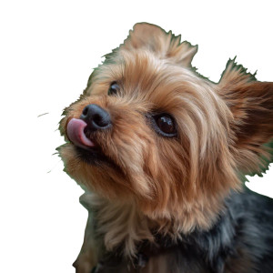 Yorkie Licking Drops Vinyl Car Decal Sticker – Waterproof & UV-Resistant 3.4133333333333336"