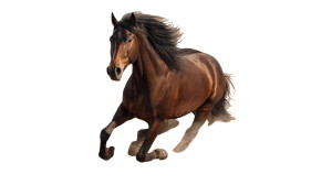 Elegant Running Horses Vinyl Car Decal Sticker – Waterproof & UV-Resistant 5.4