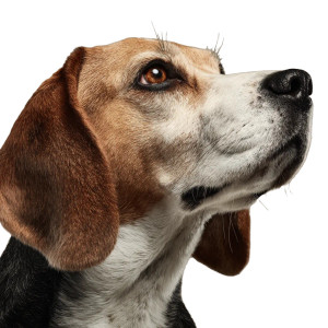 Beagle Side View Vinyl Car Decal Sticker – Waterproof & UV-Resistant 6.826666666666667"