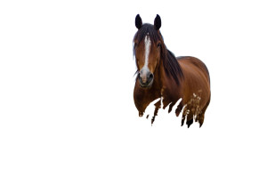 Horse In Field V7 Vinyl Car Decal Sticker – Waterproof & UV-Resistant 2.986666666666667"