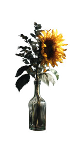 Antique Sunflower Vinyl Car Decal Sticker – Waterproof & UV-Resistant 4.8533333333333335" Antique Sunflower Vinyl Car Decal Sticker – Waterproof & UV-Resistant 4.8533333333333335"