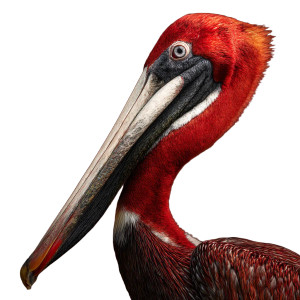 Red Pelican Vinyl Car Decal Sticker – Waterproof & UV-Resistant 6.826666666666667"