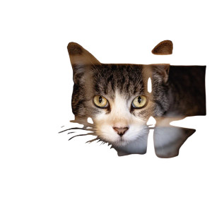 Cat Trapping Vinyl Car Decal Sticker – Waterproof & UV-Resistant 3.4133333333333336"