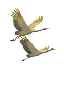 Red-Crowned Cranes V5 Vinyl Car Decal Sticker – Waterproof & UV-Resistant 8.746666666666666"
