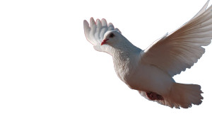 Peaceful Dove Flight V3 Vinyl Car Decal Sticker – Waterproof & UV-Resistant 5.4