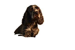 Cocker Spaniel Portrait V2 Vinyl Car Decal Sticker – Waterproof & UV-Resistant 2.986666666666667"