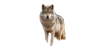 Majestic Lone Wolf V2 Vinyl Car Decal Sticker – Waterproof & UV-Resistant 5.4