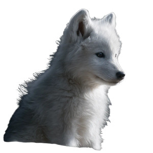 White Baby Wolf V2 Vinyl Car Decal Sticker – Waterproof & UV-Resistant 3.4133333333333336"