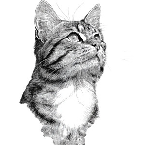 Chat Coloriage Vinyl Car Decal Sticker – Waterproof & UV-Resistant 3.4133333333333336"