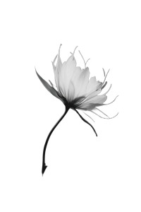 White Nature Details V4 Vinyl Car Decal Sticker – Waterproof & UV-Resistant 8.96"