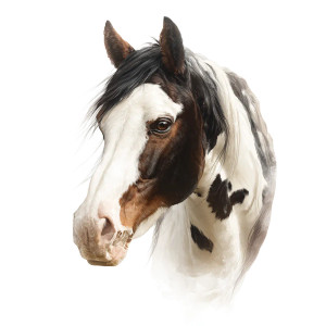 Realistic Vector Horse Vinyl Car Decal Sticker – Waterproof & UV-Resistant 3.4133333333333336" Realistic Vector Horse Vinyl Car Decal Sticker – Waterproof & UV-Resistant 3.4133333333333336"