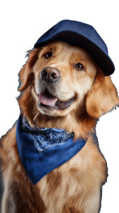 Golden Retriever Ad Vinyl Car Decal Sticker – Waterproof & UV-Resistant 9.706666666666667"