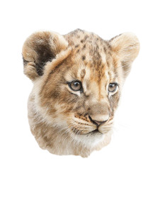 Cute Lion Cub V3 Vinyl Car Decal Sticker – Waterproof & UV-Resistant 4.1066666666666665"