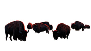 Buffalo Sunrise Vinyl Car Decal Sticker – Waterproof & UV-Resistant 5.4
