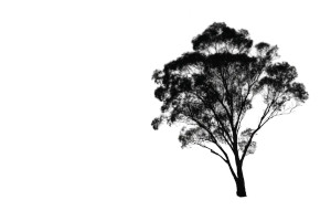 Eucalyptus Silhouette Vinyl Car Decal Sticker – Waterproof & UV-Resistant 5.97333333333333
