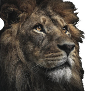 Lion Portrait V17 Vinyl Car Decal Sticker – Waterproof & UV-Resistant 3.4133333333333336"