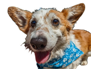 Corgi In Bandana Vinyl Car Decal Sticker – Waterproof & UV-Resistant 3.0933333333333333" Corgi In Bandana Vinyl Car Decal Sticker – Waterproof & UV-Resistant 3.0933333333333333"