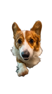 Wild Corgi Sprint Vinyl Car Decal Sticker – Waterproof & UV-Resistant 9.706666666666667"