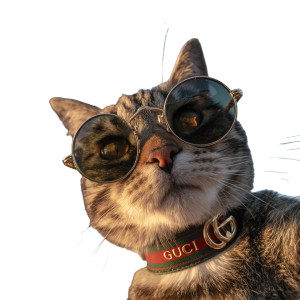 Cat With Gucci Glasses Vinyl Car Decal Sticker – Waterproof & UV-Resistant 6.826666666666667"