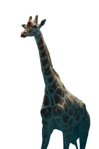 Underwater Giraffe Vinyl Car Decal Sticker – Waterproof & UV-Resistant 4.4 Underwater Giraffe Vinyl Car Decal Sticker – Waterproof & UV-Resistant 4.4