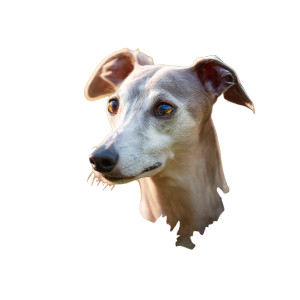 Italian Greyhound Resting Vinyl Car Decal Sticker – Waterproof & UV-Resistant 3.4133333333333336" Italian Greyhound Resting Vinyl Car Decal Sticker – Waterproof & UV-Resistant 3.4133333333333336"