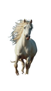 Majestic Arabian Horse V4 Vinyl Car Decal Sticker – Waterproof & UV-Resistant 4.8533333333333335"