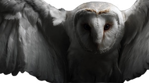 Gothic White Barn Owl Vinyl Car Decal Sticker – Waterproof & UV-Resistant 5.4