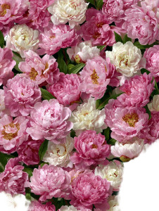 Blooming Peonies Field Vinyl Car Decal Sticker – Waterproof & UV-Resistant 8.213333333333333"