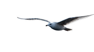Seagull Gliding Vinyl Car Decal Sticker – Waterproof & UV-Resistant 2.72"
