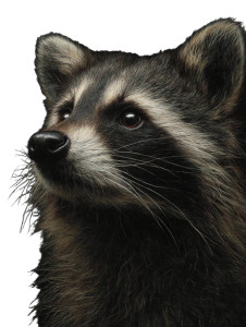 Raccoon Vinyl Car Decal Sticker – Waterproof & UV-Resistant 8.213333333333333" Raccoon Vinyl Car Decal Sticker – Waterproof & UV-Resistant 8.213333333333333"