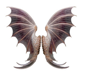Translucent Dragon Wings Vinyl Car Decal Sticker – Waterproof & UV-Resistant 3.4133333333333336" Translucent Dragon Wings Vinyl Car Decal Sticker – Waterproof & UV-Resistant 3.4133333333333336"