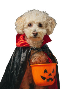 Festive Halloween Dog Vinyl Car Decal Sticker – Waterproof & UV-Resistant 4.1066666666666665"