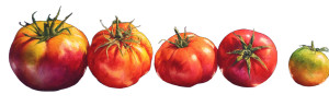 Ripe Garden Tomatoes Vinyl Car Decal Sticker – Waterproof & UV-Resistant 2.0