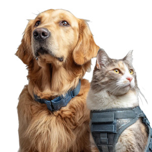 Golden Retriever With Cat Vinyl Car Decal Sticker – Waterproof & UV-Resistant 3.4133333333333336"