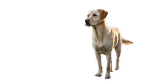 Proud Labrador Retriever V2 Vinyl Car Decal Sticker – Waterproof & UV-Resistant 5.4