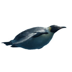 Emperor Penguin Diving Vinyl Car Decal Sticker – Waterproof & UV-Resistant 3.4133333333333336" Emperor Penguin Diving Vinyl Car Decal Sticker – Waterproof & UV-Resistant 3.4133333333333336"