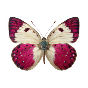 Vintage Butterfly V4 Vinyl Car Decal Sticker – Waterproof & UV-Resistant 3.4133333333333336"