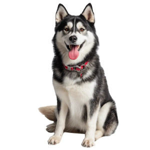 Happy Husky V2 Vinyl Car Decal Sticker – Waterproof & UV-Resistant 3.4133333333333336"