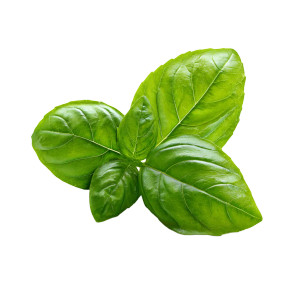 Basil Leaves V2 Vinyl Car Decal Sticker – Waterproof & UV-Resistant 6.826666666666667"