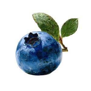 Blueberry Illustration V2 Vinyl Car Decal Sticker – Waterproof & UV-Resistant 3.4133333333333336" Blueberry Illustration V2 Vinyl Car Decal Sticker – Waterproof & UV-Resistant 3.4133333333333336"