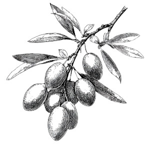 Sea Buckthorn Fruit V2 Vinyl Car Decal Sticker – Waterproof & UV-Resistant 3.4133333333333336"