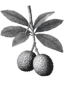 Vintage Litchi Illustration Vinyl Car Decal Sticker – Waterproof & UV-Resistant 8.213333333333333" Vintage Litchi Illustration Vinyl Car Decal Sticker – Waterproof & UV-Resistant 8.213333333333333"