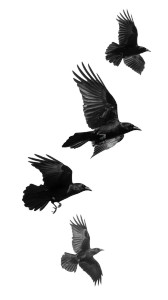 Flying Ravens Vinyl Car Decal Sticker – Waterproof & UV-Resistant 9.706666666666667"