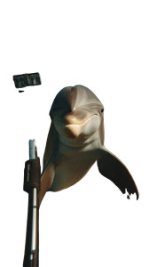 Dolphin Selfie Vlog Vinyl Car Decal Sticker – Waterproof & UV-Resistant 9.706666666666667"