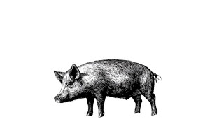 Iberian Pig Sketch Vinyl Car Decal Sticker – Waterproof & UV-Resistant 5.97333333333333 Iberian Pig Sketch Vinyl Car Decal Sticker – Waterproof & UV-Resistant 5.97333333333333