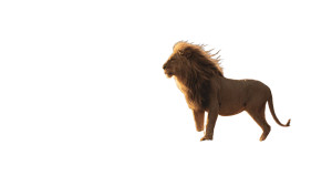 Majestic Lion Sunset V5 Vinyl Car Decal Sticker – Waterproof & UV-Resistant 5.4
