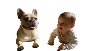 Joyful Companions Vinyl Car Decal Sticker – Waterproof & UV-Resistant 2.72"